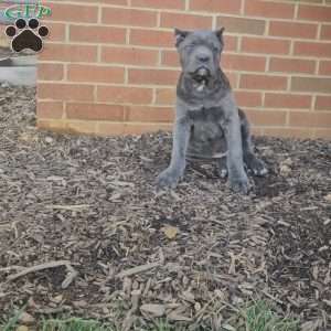 Simba, Cane Corso Puppy