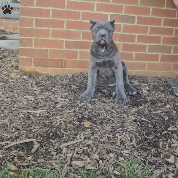 Simba, Cane Corso Puppy