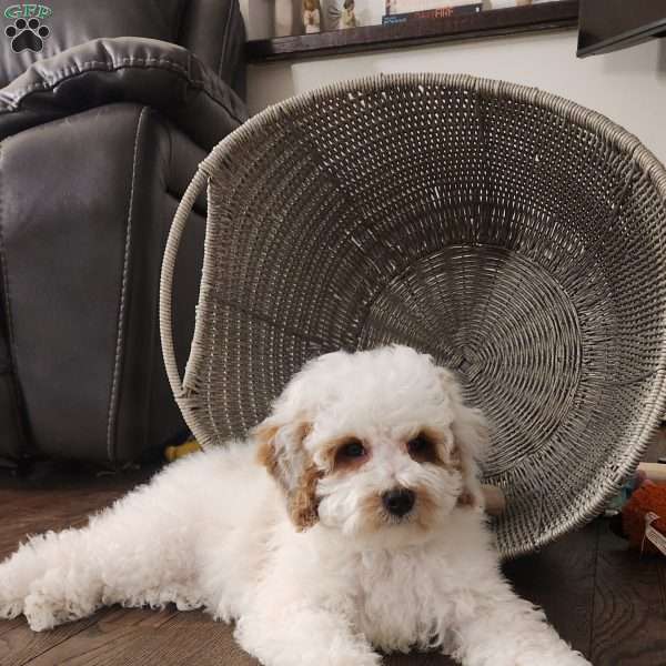 Winter, Miniature Poodle Puppy