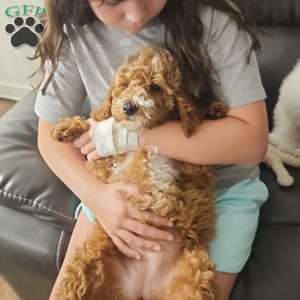 Noelle, Miniature Poodle Puppy