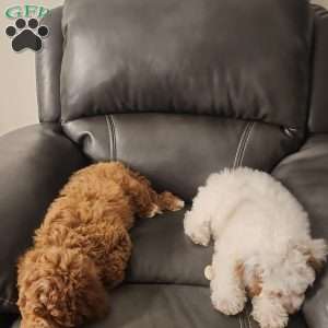 Winter, Miniature Poodle Puppy