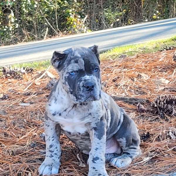 Blue Collage, Cane Corso Puppy