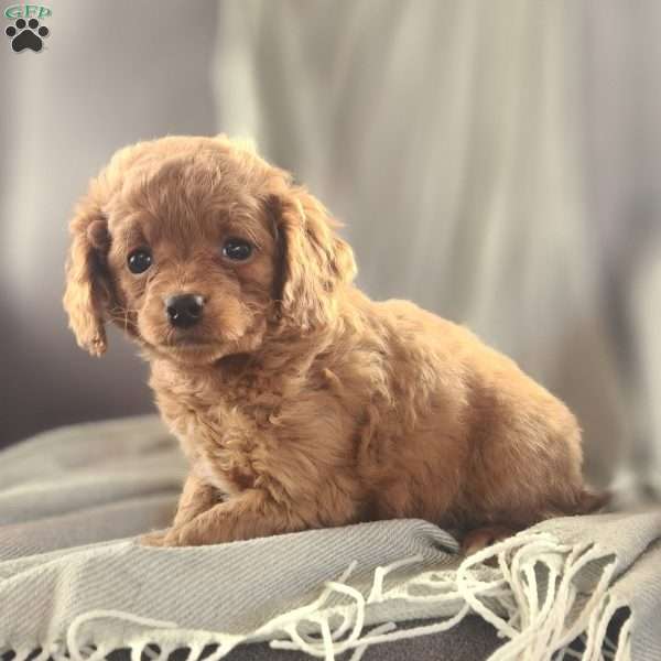 Jackie, Cavapoo Puppy