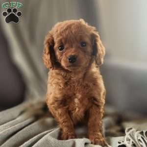 Jackie, Cavapoo Puppy