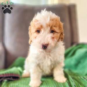 Duke, Cavapoo Puppy