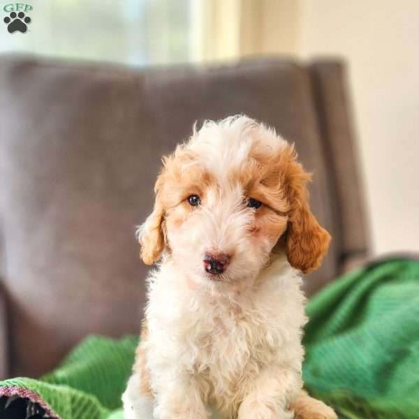 Duke, Cavapoo Puppy