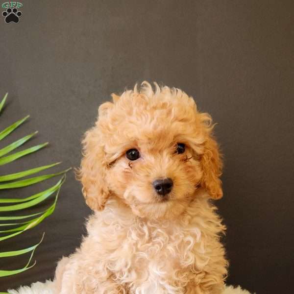 Rocky, Cavapoo Puppy