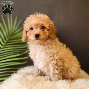 Rocky, Cavapoo Puppy