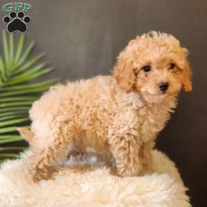 Rocky, Cavapoo Puppy