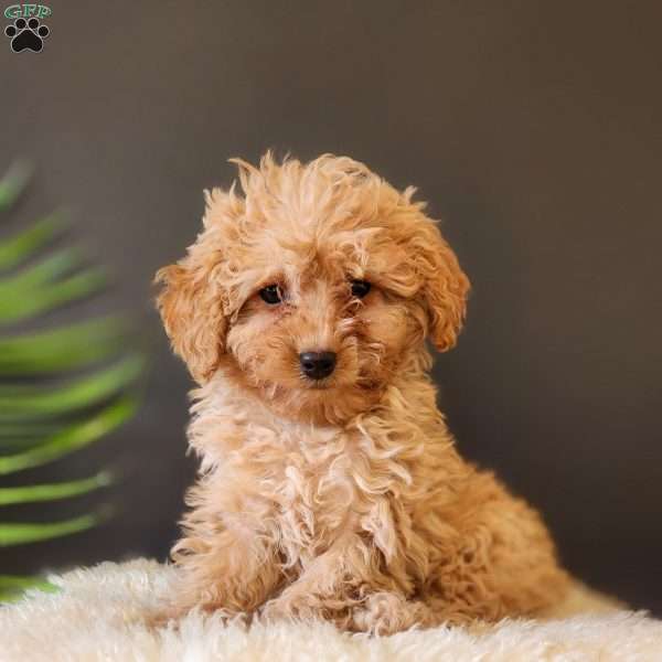 Jasper, Cavapoo Puppy