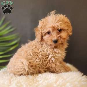 Jasper, Cavapoo Puppy