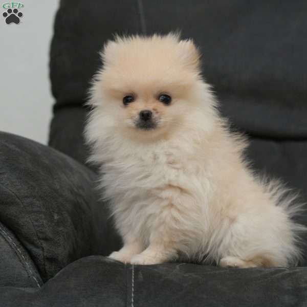 Champ, Pomeranian Puppy