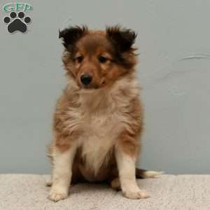 Harper, Sheltie Puppy