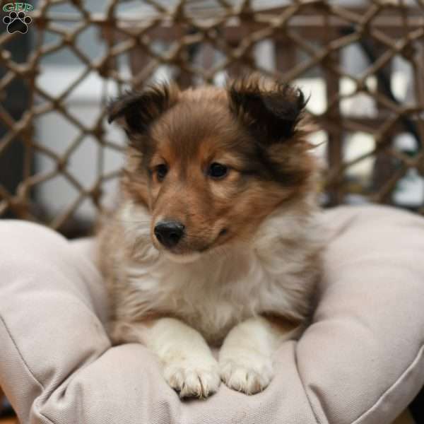 Harper, Sheltie Puppy