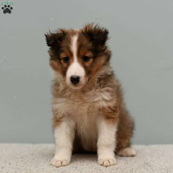 Lola, Sheltie Puppy