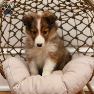 Lola, Sheltie Puppy