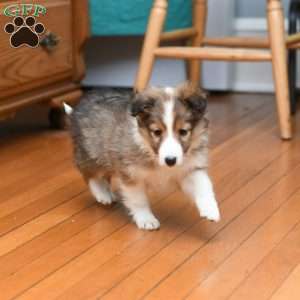 Lola, Sheltie Puppy