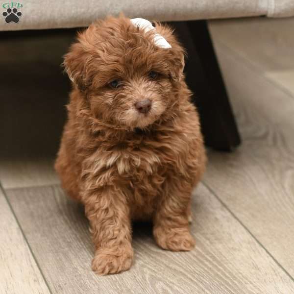 Dixie, Pomapoo Puppy