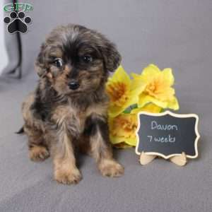 Davon, Golden Cavadoodle Puppy