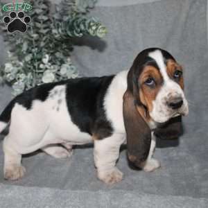 Bonsai, Basset Hound Puppy