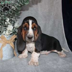 Boomer, Basset Hound Puppy