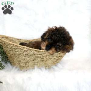 Jolly, Miniature Poodle Puppy