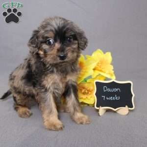 Davon, Golden Cavadoodle Puppy