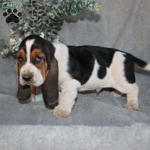 Bonsai, Basset Hound Puppy