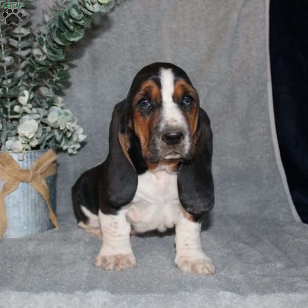 Boomer, Basset Hound Puppy