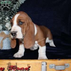 Button, Basset Hound Puppy