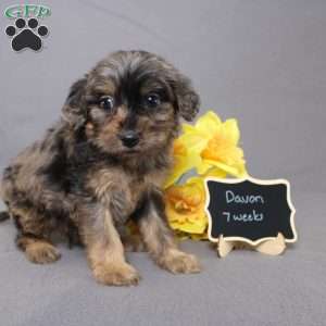 Davon, Golden Cavadoodle Puppy