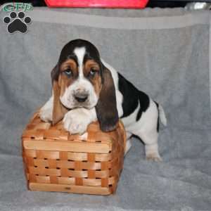 Bonsai, Basset Hound Puppy