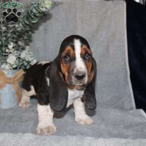 Boomer, Basset Hound Puppy