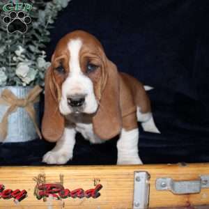 Button, Basset Hound Puppy