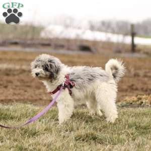 Tara, Mini Sheepadoodle Puppy