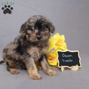 Davon, Golden Cavadoodle Puppy