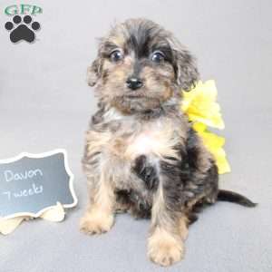 Davon, Golden Cavadoodle Puppy