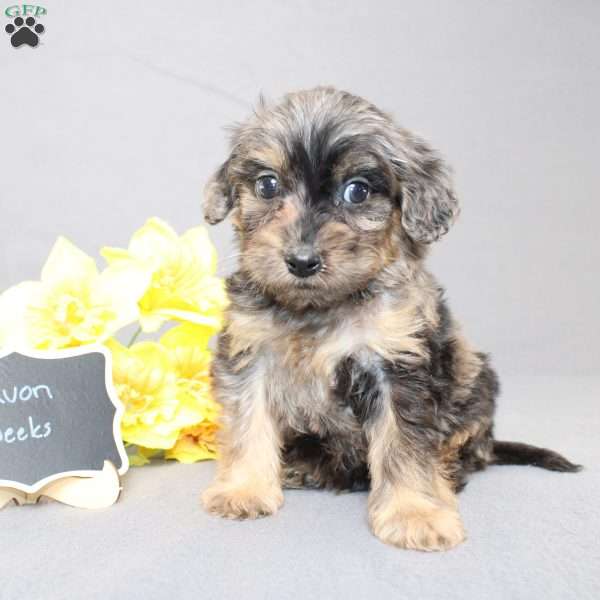 Davon, Golden Cavadoodle Puppy