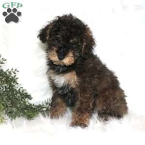 Jolly, Miniature Poodle Puppy