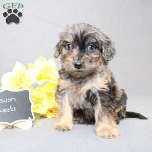 Davon, Golden Cavadoodle Puppy