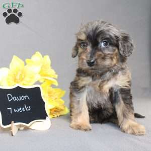 Davon, Golden Cavadoodle Puppy