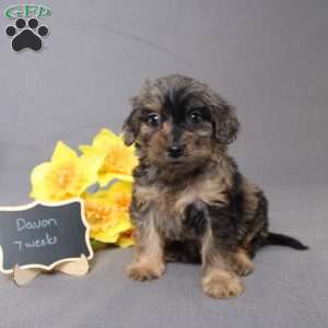 Davon, Golden Cavadoodle Puppy