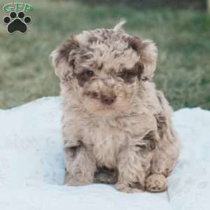 Lance, Toy Poodle Puppy