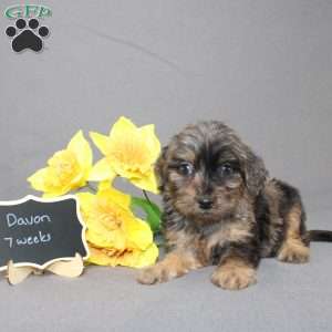 Davon, Golden Cavadoodle Puppy