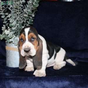 Bonsai, Basset Hound Puppy