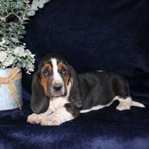 Boomer, Basset Hound Puppy