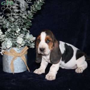 Blossom, Basset Hound Puppy