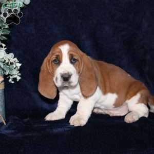 Biscuit, Basset Hound Puppy