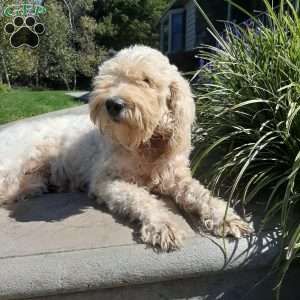 Max, Mini Goldendoodle Puppy