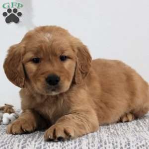 Jase, Golden Retriever Puppy